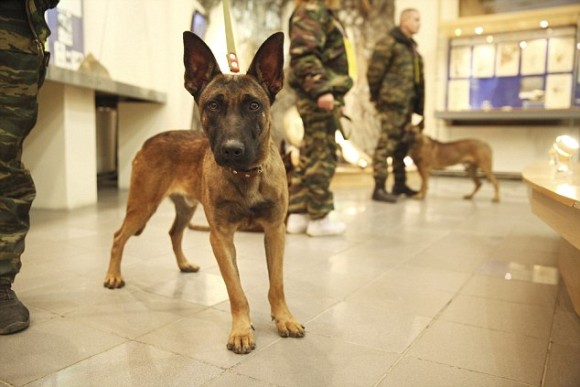 プーチンに新たな仲間が加わった。ロシア特殊部隊に配備される3匹のクローン犬「ベルジアン・シェパード」が公開される。
