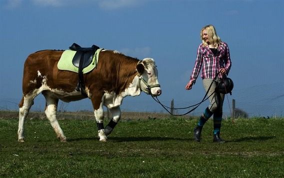 amazing_show_jumper_cow_08