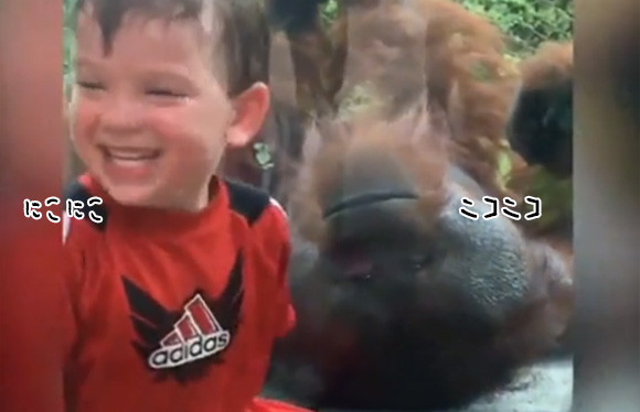 笑顔になれる動画。オランウータンは子どもにキスしがちな件