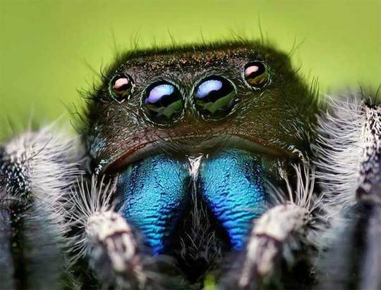 cute animals spiders (15)