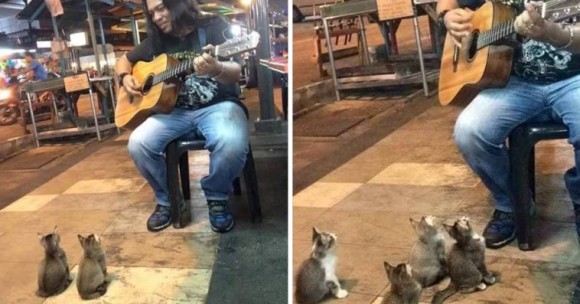 ストリートミュージシャンの一番のファンは4匹の子猫たち。目の前に座って演奏のおねだり（マレーシア）