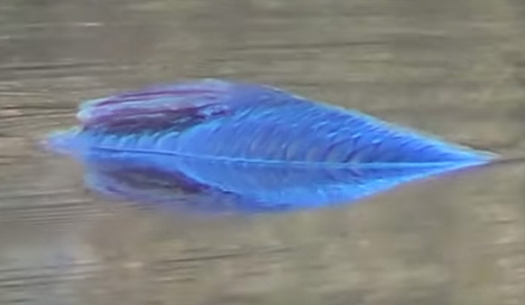 プカプカと水面を浮いている鮮やかなブルーの魚のような謎生物の正体はいったい？（アメリカ）