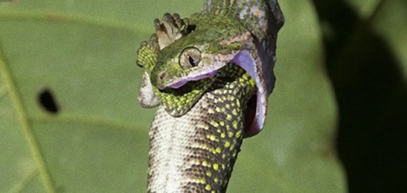 あか～ん、食べたらあか～ん！必死の抵抗むなしくヘビに飲み込まれるトカゲ（インドネシア）※捕食注意