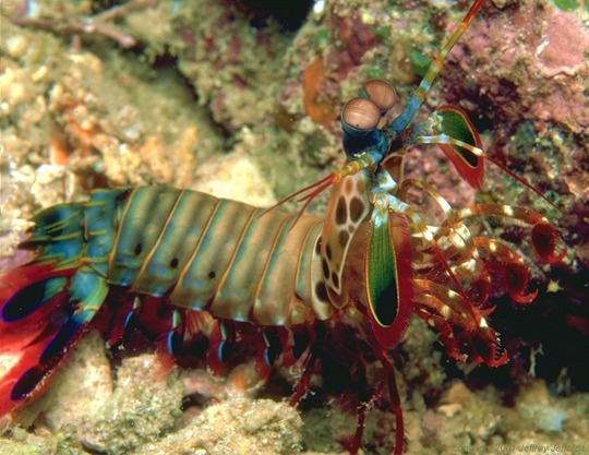 Mantis-Shrimp11