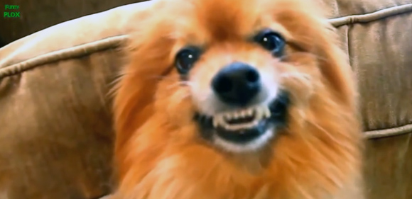 「スマイヌ！」きりっとにこっと笑っているように見える犬の表情映像総集編