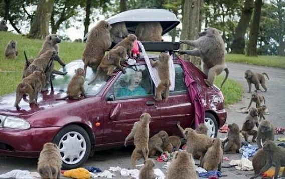 only_in_africa_17