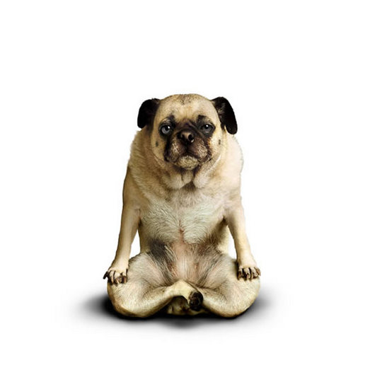 yoga-dogs12
