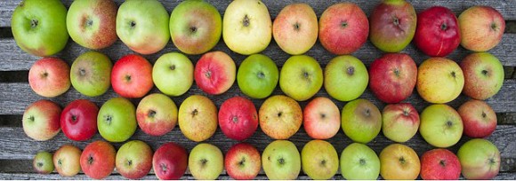なんと！1本の木に50種類のリンゴを実らすことに成功（イギリス）