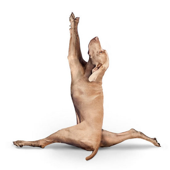 yoga-dogs3