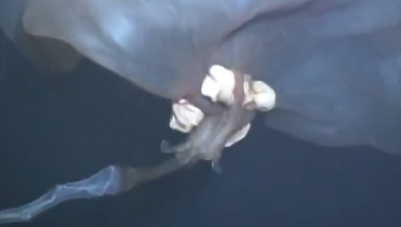 何このヘンテコ生き物！深海で発見された巨大クトゥルフ変異体のようなこの生物の正体は？