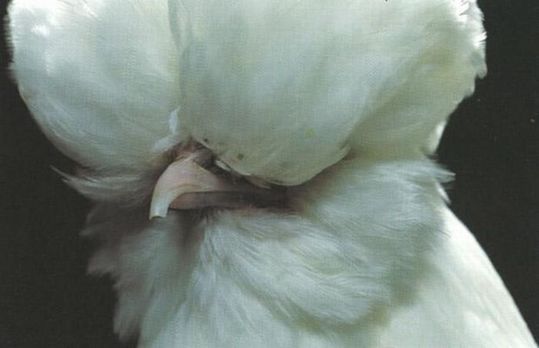 Unusual-hen-03