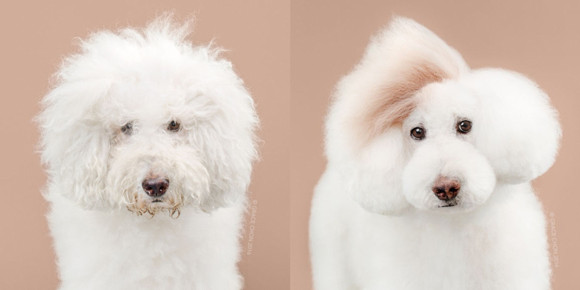 似合うヘアスタイルはひとつじゃないから。スタイリストが手掛けた犬たちの変身画像。