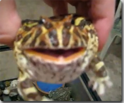 ベルツノガエルの絶叫目覚まし時計