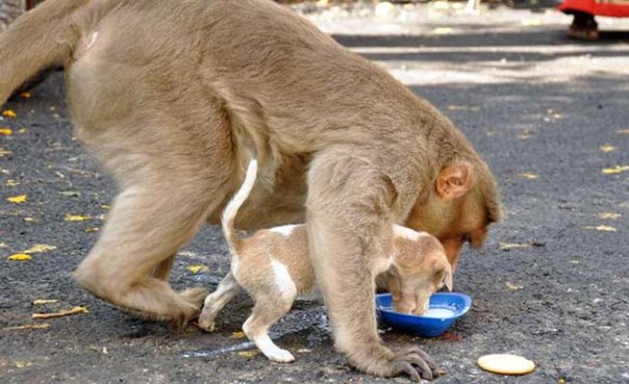野良犬から守り、餌を取ってきて真っ先に与える。抱きかかえた子犬を我が子同然に育てるオスザル（インド）