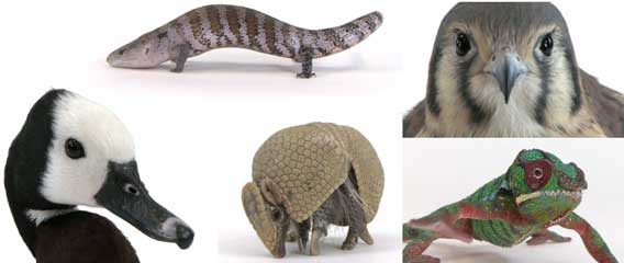 毎日100種以上の生物たちが絶滅の危機に瀕している。高画質映像「RARE（レア）」