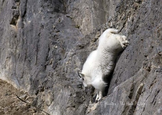 crazy_goats_04