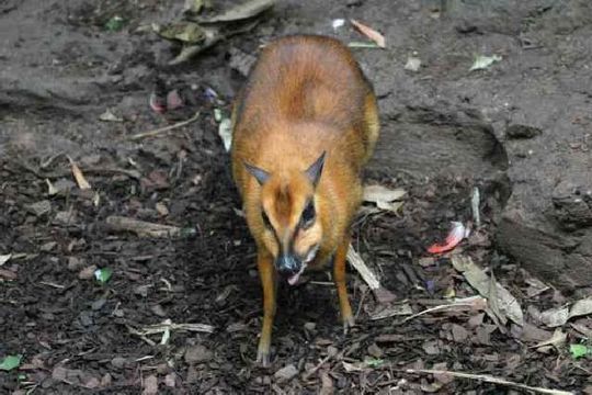 mouse_deer_11