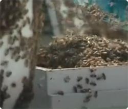 パトカーがハチの大群に襲われ、警察官が車内に3時間閉じ込められる