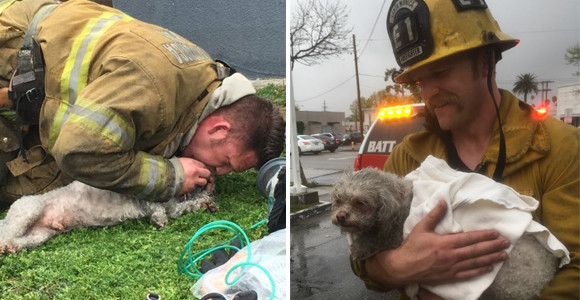 火事に巻き込まれ意識不明の重体となっていた犬に人工呼吸をし、無事に助け出した消防士（アメリカ）