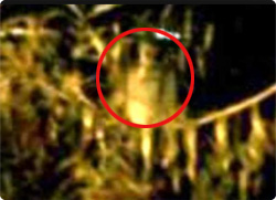 【動画】古い木を伐採しようとしたところ現れた幽霊（インドネシア）