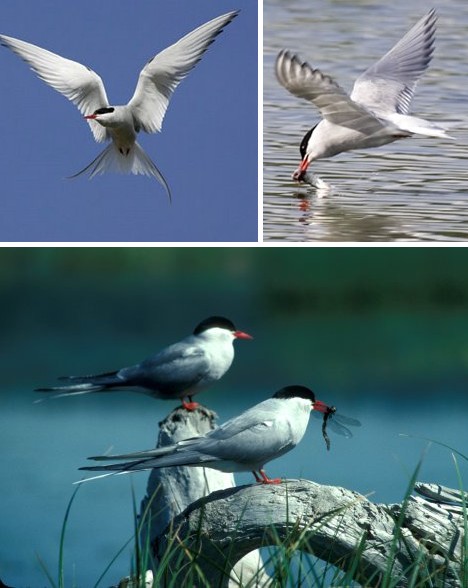 animal_migrations_4a