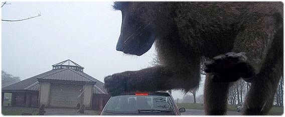リアルキングコングの襲来！？巨大なヒヒが車を粉砕する決定的瞬間をとらえた写真