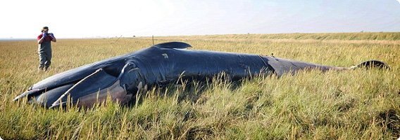 【動画】草原のど真ん中に巨大なクジラが座礁？ミステリーじみた奇妙な光景（イギリス）