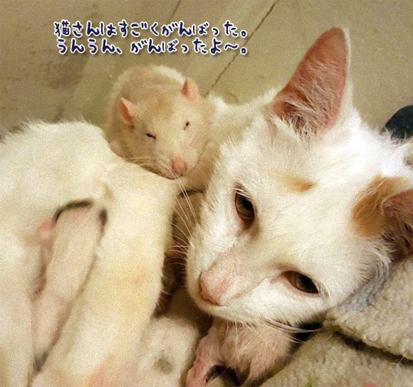 母猫に寄り添い出産の疲れをねぎらい一緒に子猫たちをいたわるネズミ
