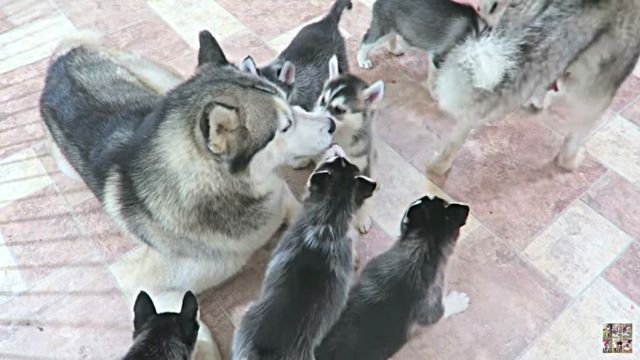 ね、ねえ、お父さんと遊ぼうか。シベリアンハスキーのお父さん、我が子たちとの初めての触れ合いにドキドキ