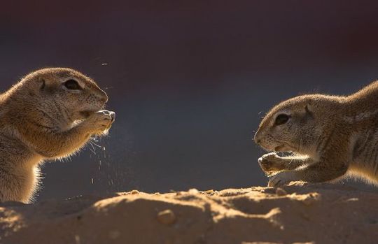 gophers_17