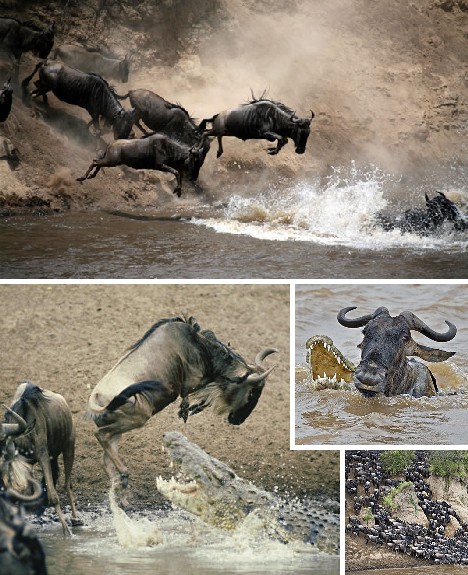 animal_migrations_2x