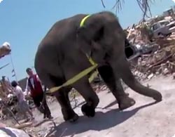 「瓦礫？俺に任せろ！」竜巻被災地にて復旧作業に精を出す象