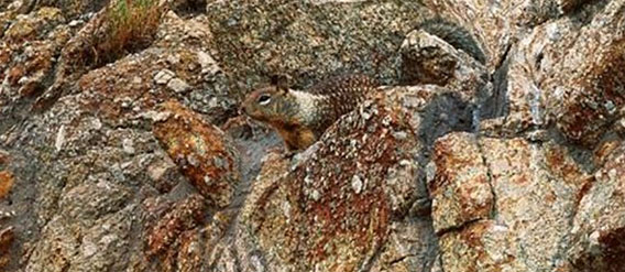 どこにいるのかわかるかな？景色に同化した動物たちを探せ！
