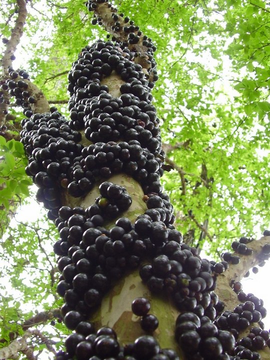 jabuticaba
