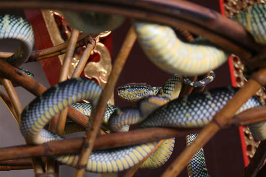 Snake-Temple-Penang8