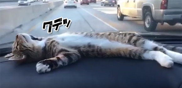 車に乗るのが好きな猫もいる。ダッシュボードの上のぐで猫