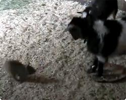 好戦的なウサギのファイティングシーン５連発