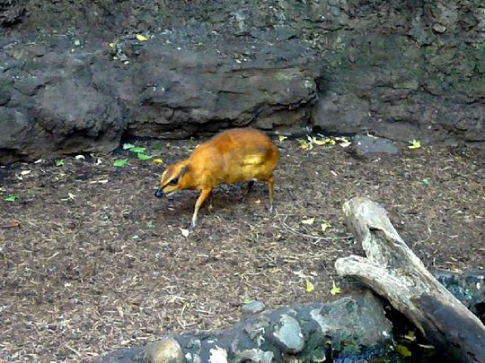 mouse_deer_06