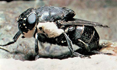 bug05