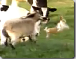 両者の間にいったい何が？ヤギにとび蹴りを入れるウサギ