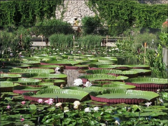 the_largest_water_lily_in_the_world_640_05