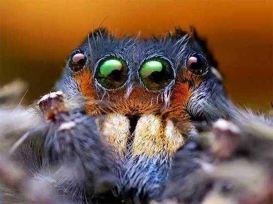 cute animals spiders (7)