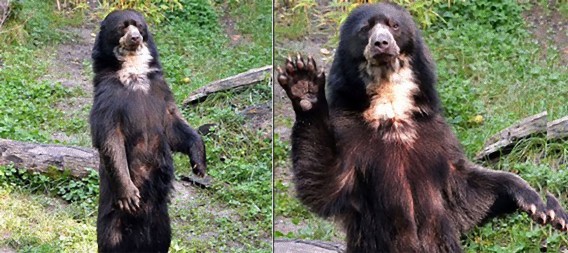 「ヘイヘイ！こっちこっち。」人間くさい方法で飼育員にアピールするクマのワンカさん（ドイツ）