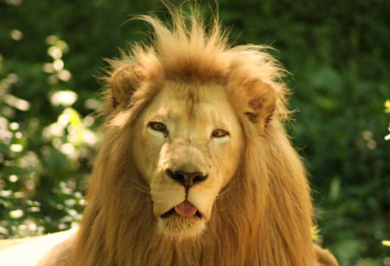 these_funny_animals_451_640_25