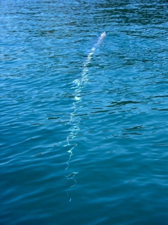 The-Longest-Fish-In-The-World-3-560x750