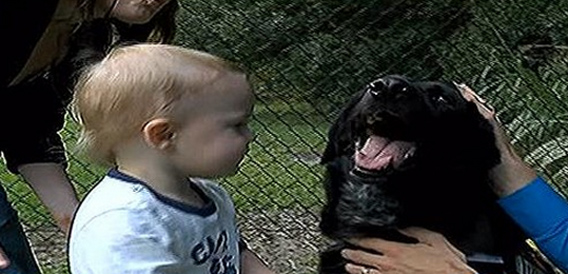「この人危険！」犬が息子を必死に守ろうとする態度でベビーシッターの虐待に気が付いたアメリカの夫婦