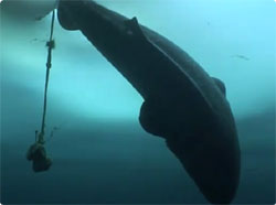 お腹をすかせた犬たちのために、氷に穴を開けて巨大なサメを一本釣り（グリーンランド）