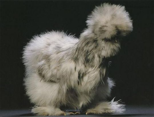 Unusual-hen-09