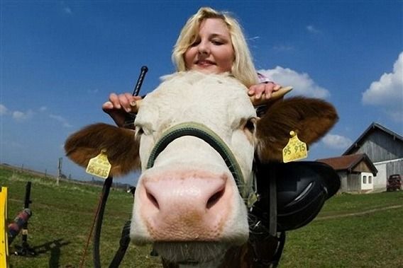amazing_show_jumper_cow_04