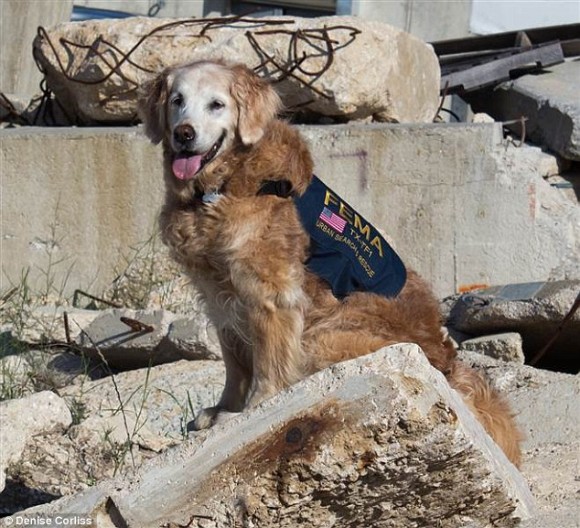 アメリカ同時多発テロ事件で大活躍した最後の救助犬が永眠。消防士たちが直立敬礼し最大限の敬意と感謝で見送る。享年16歳